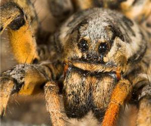 yapboz A tarantula, uzun bacaklar tüyler dolu büyük bir örümcek